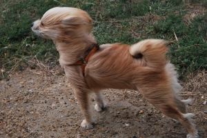vento forte CANE