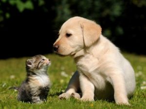 Animali1