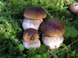 funghi