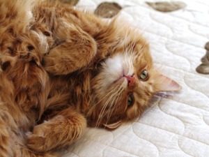 tootsie
