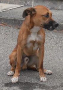 cane accalappiato