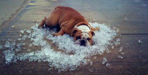 cane al fresco