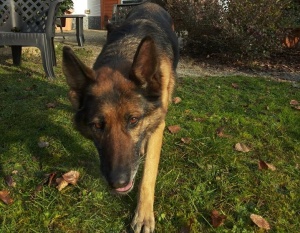 CANE2