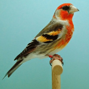 Ibrido