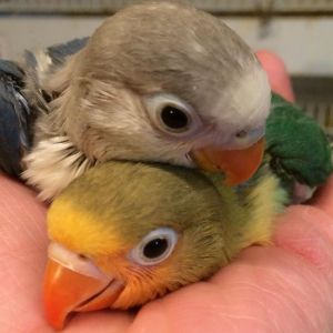 due piccoli di Agapornis