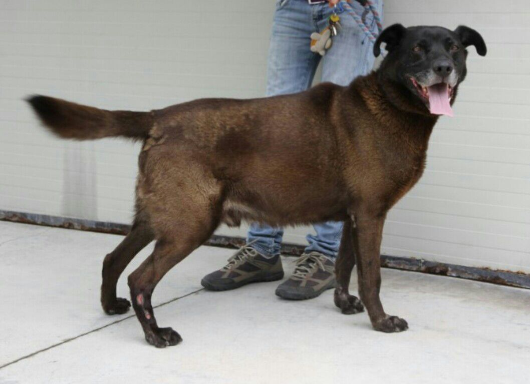 Canile Mariano