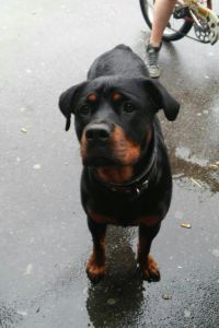 rottweiler