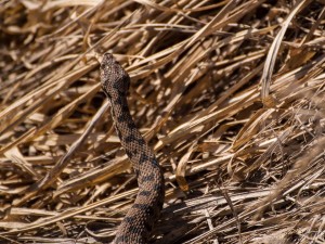 Vipera Bolettone