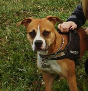 Pitbull