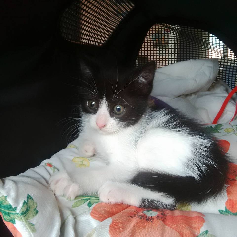 Gatto