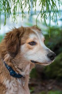 cane