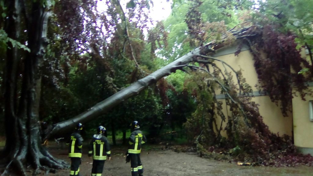 albero scuola lomazzo