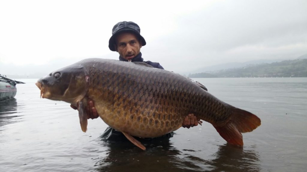carpa pusiano 2