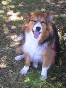 Cane Sabra